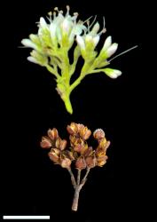 Veronica rigidula var. rigidula. Inflorescence (above) and infructescence (below). Scale = 10 mm.
 Image: M.J. Bayly & A.V. Kellow (above)/P.J. Garnock-Jones (below) © Te Papa/P.J. Garnock-Jones CC-BY-NC 3.0 NZ